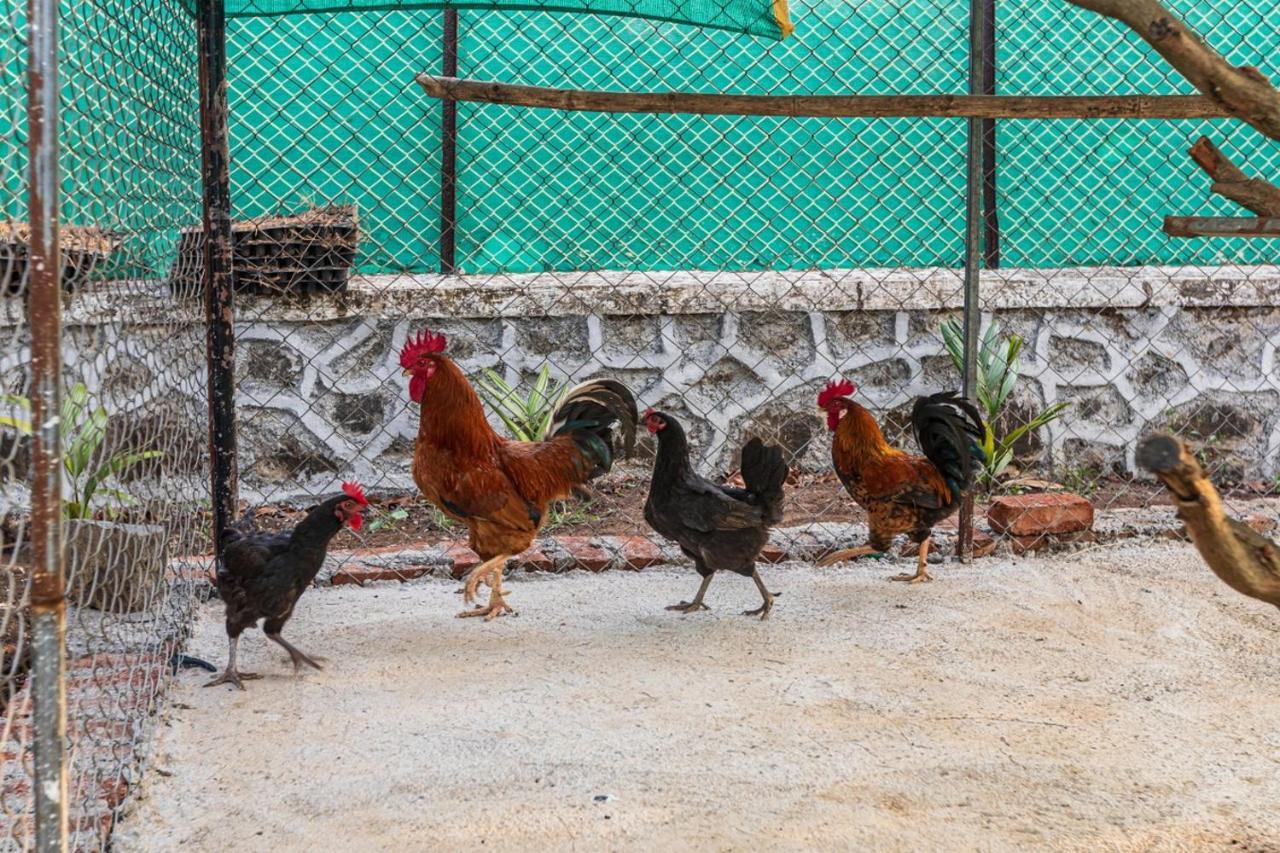 Saffronstays Serene Retreat, Alibaug Alībāg Dış mekan fotoğraf